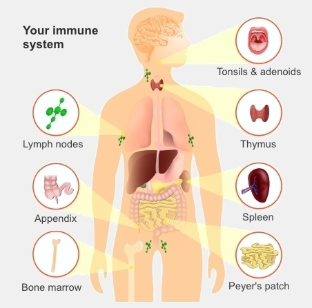 immune system