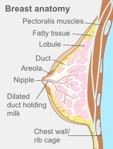 breast anatomy