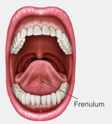 Frenulum