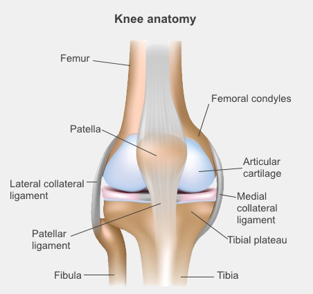 knee anatomy from the front, showing femur, femoral condyles, patella, articular cartilage, lateral and medial collateral ligaments, patellar ligament, tibial plateau, fibula, and tibia