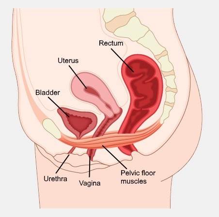 Pelvic Floor Exercises For Women